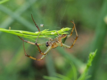2013/7/23撮影