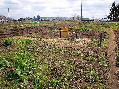 ４月のゆりの木菜園