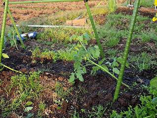 ミニトマト定植